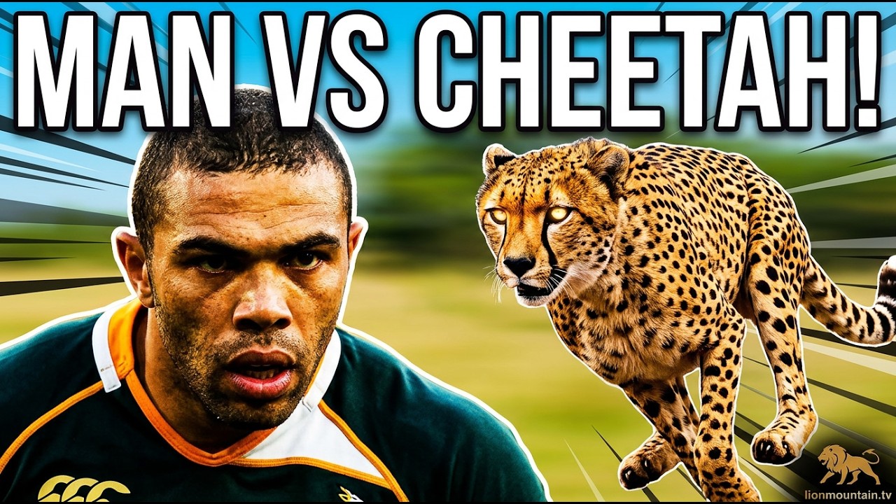 🔥 Bryan Habana vs. Cheetah 🐆 The Ultimate Race for Survival! 🏃💨