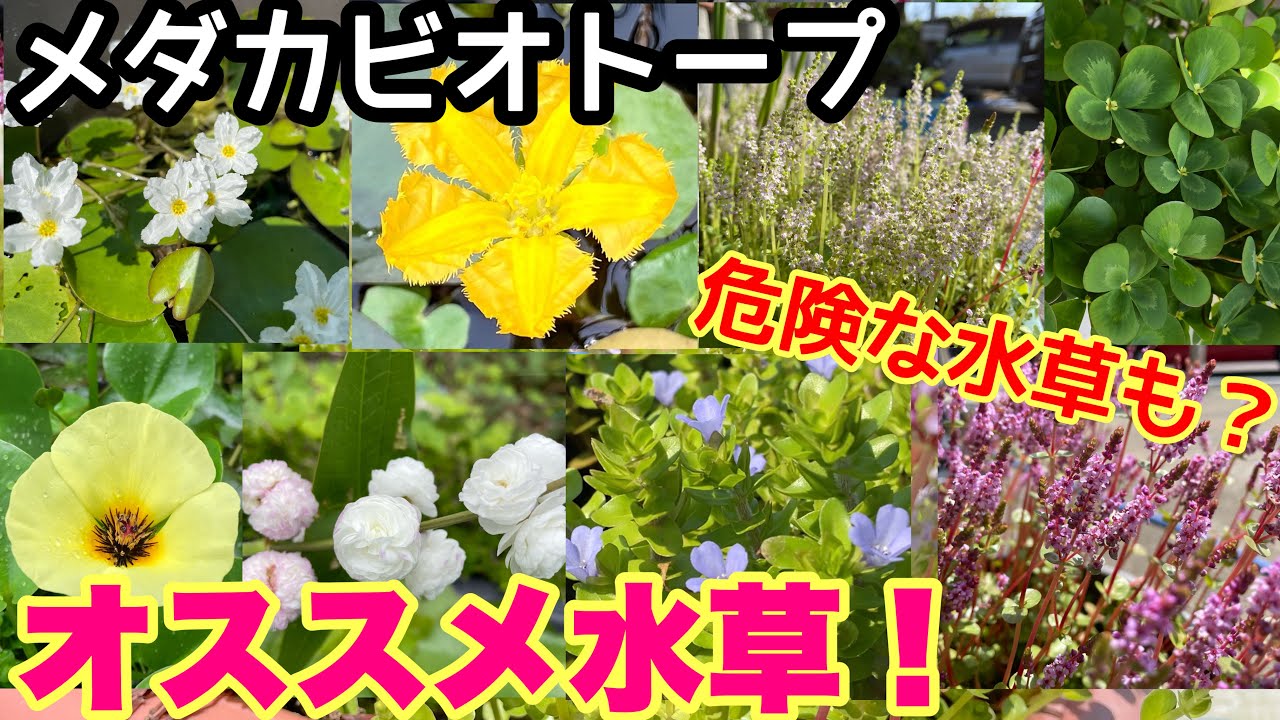 オススメのメダカビオトープ水草詳しく紹介します！ビオトープが崩壊する水草も？メダカ睡蓮ビオトープ　水生植物　初心者