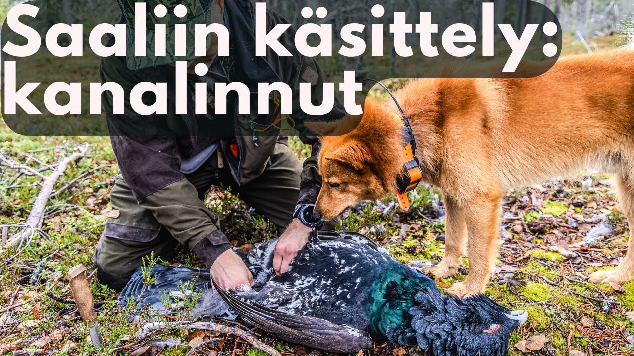 Kanalinnun suolistus ja lihojen leikkaaminen luuttomaksi | +35% enemmän LIHAA metsosta | Opetusvideo