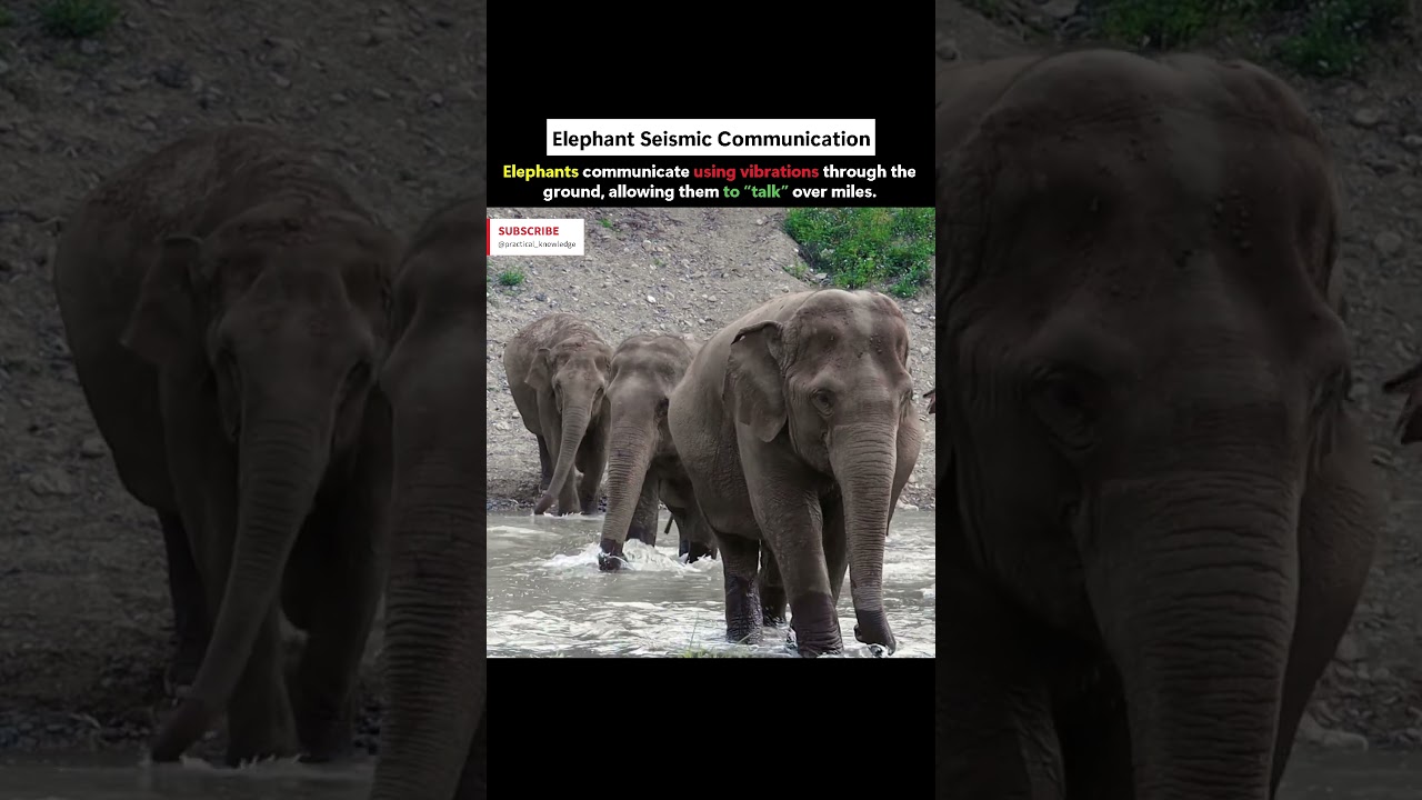 Elephant Seismic Communication🐘😨 #gamtng #elephant #seismic #communication #facts #viral #shorts #yt