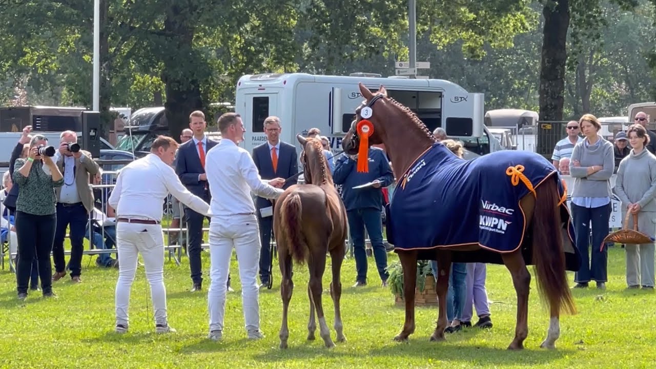 Hengstveulens - KWPN Dag van het Gelders paard - 22 juli 2023