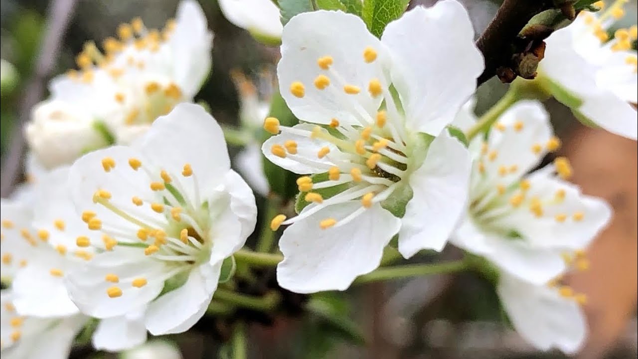 PARC FLORAL DE PARIS - [ FRANCE VLOG ]#375