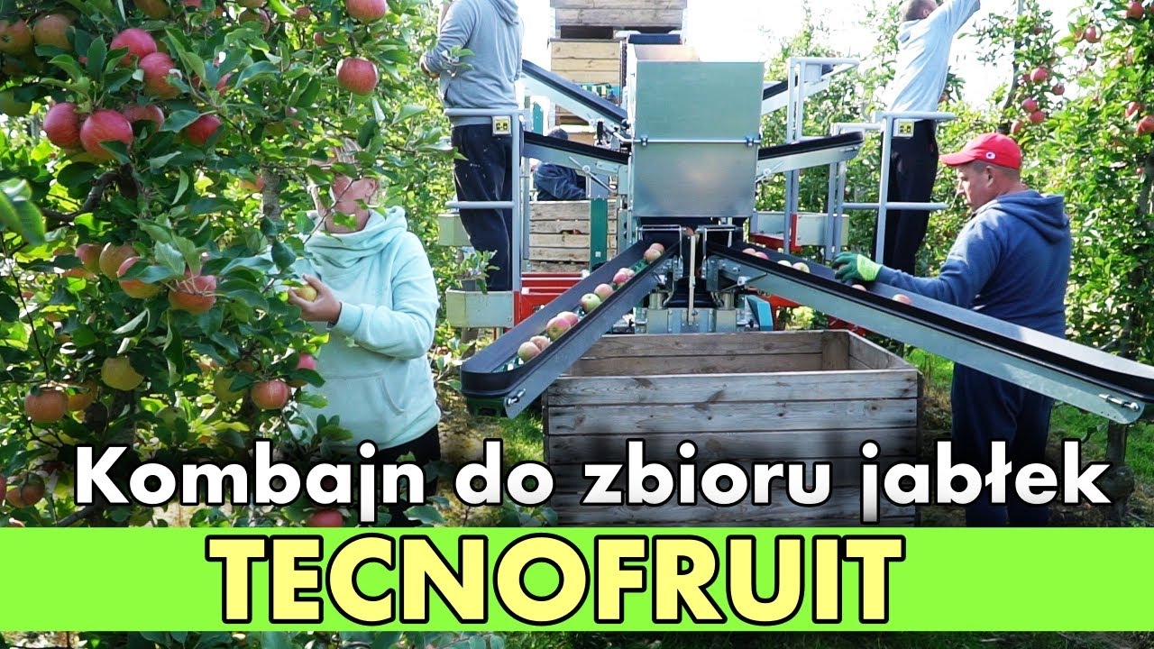 Szampion 2021 - #zbi&oacute;r #jabłek #kombajnem DARWIN TECNOFRUIT