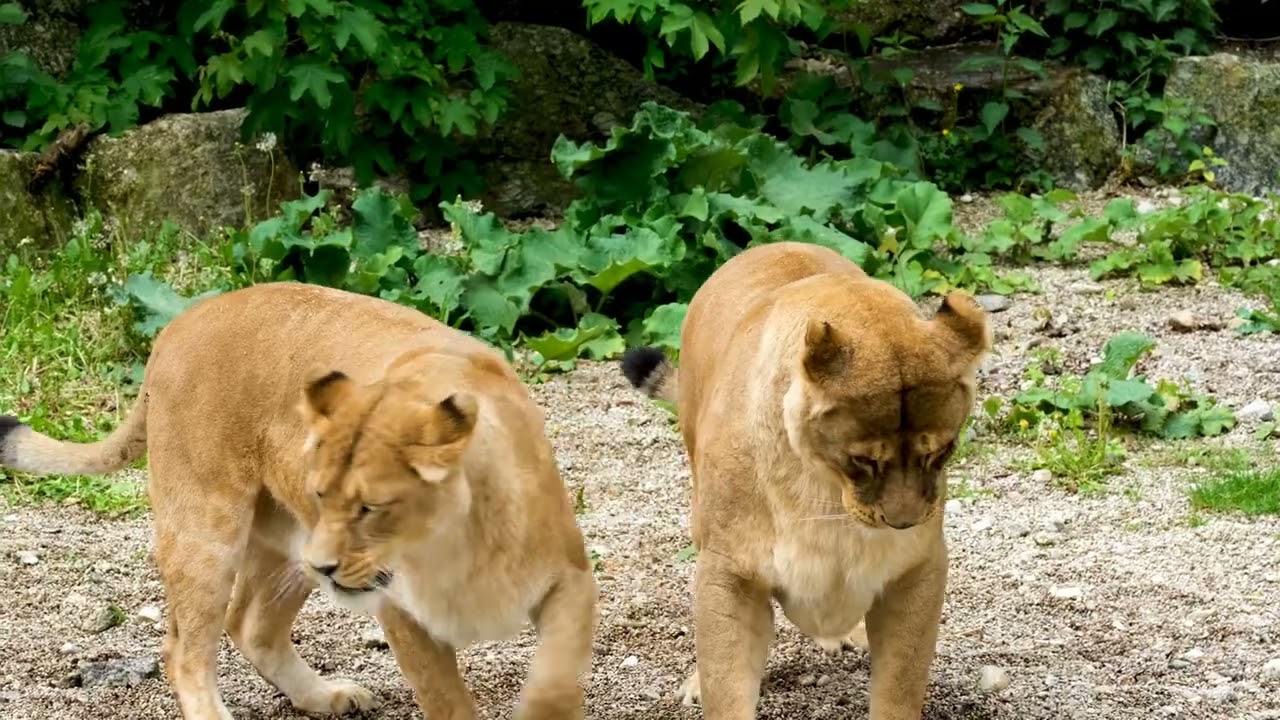 Relax video 4k Big wild cats