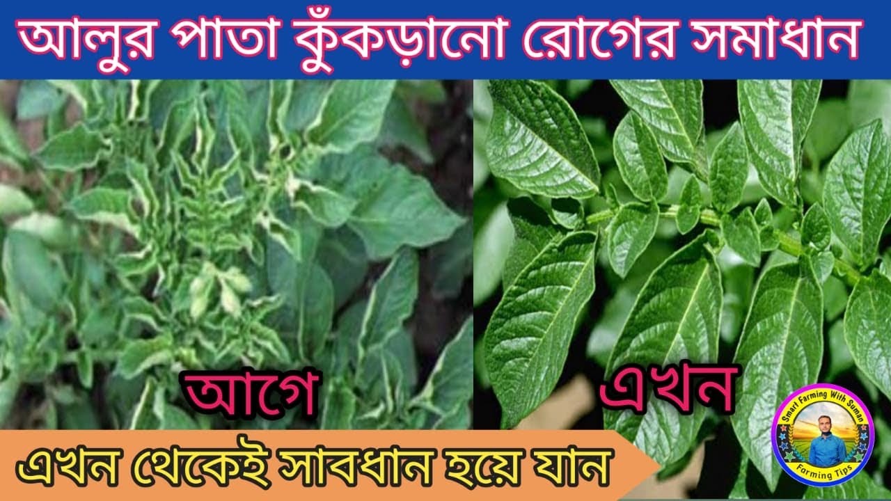 আলুর পাতা কুঁকড়ে যাচ্ছে? জানুন লক্ষণ,কারণ ও প্রতিকার। Leaf Curl Virus সতর্কতা।