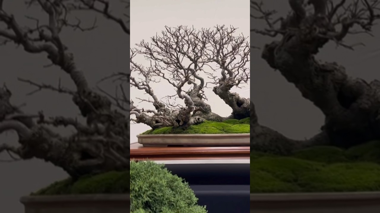 Heathrow bonsai show #bonsai #bonsaitree #gardening #bonsaiuk #garden #bonsaijapan #bonsaiusa