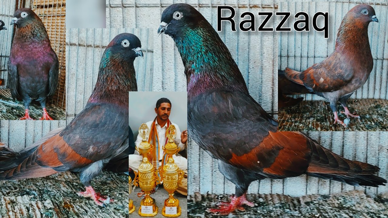 lal gandedair Shahjanpuri Kabootero ka shok