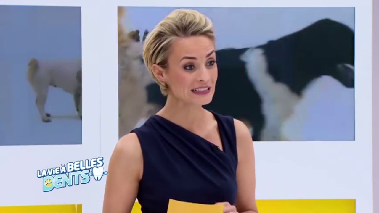 Dentastix chien, friandises pour l'hygi&egrave;ne bucco-dentaire du chien - Vestostore