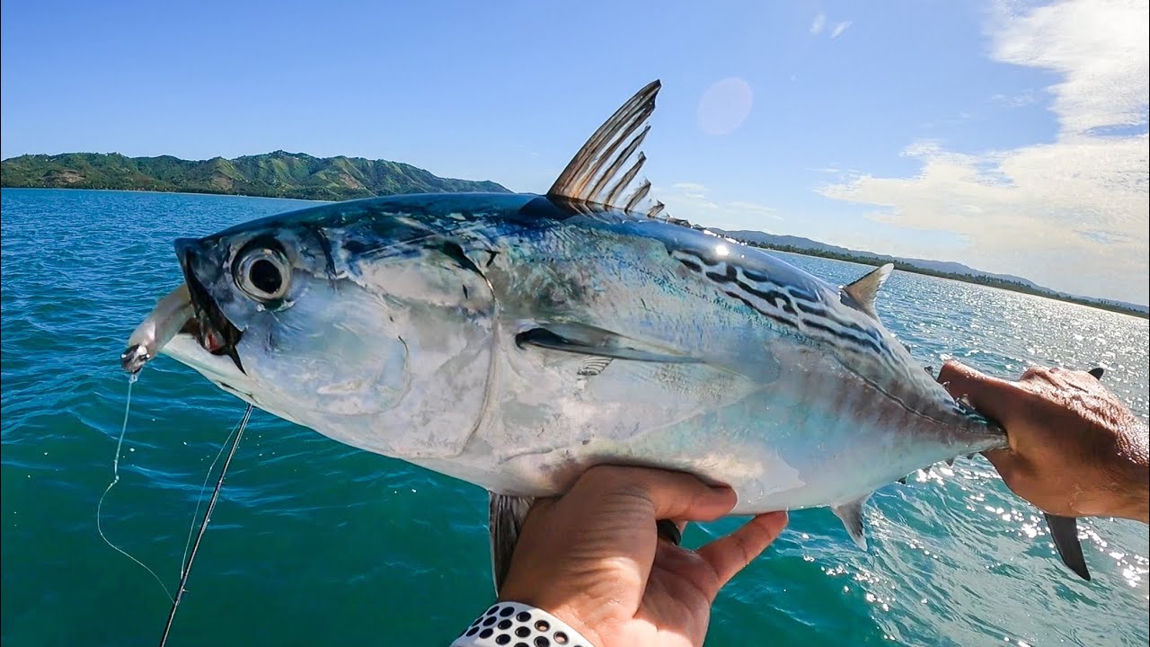 STRONG Fish on Light Tackle - Bonita and Tarpon Schools in Puerto Rico