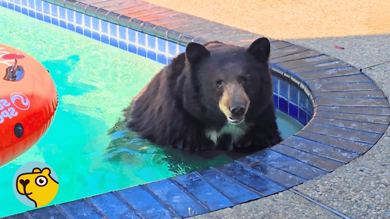 Wild Bear Returns After Fire And Brings Her Cubs For A Swim