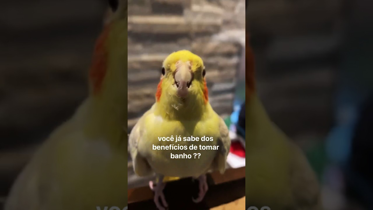 Benef&iacute;cios do banho de sol calopsita &bull; #shorts