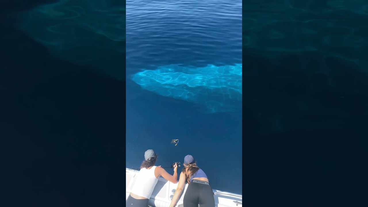 Самая невероятная встреча с синим китом, которая у меня когда-либо была с Gone Whale Watching в С...