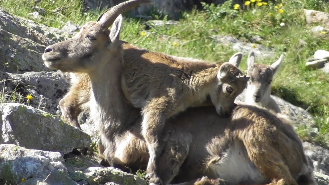 Steingeiss säugt Kitz  -    Female Capricorn nurishing baby Capricorn