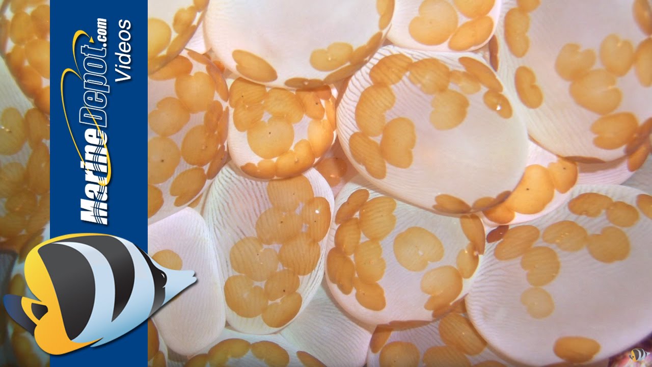 How to Build a Coral Quarantine Tank