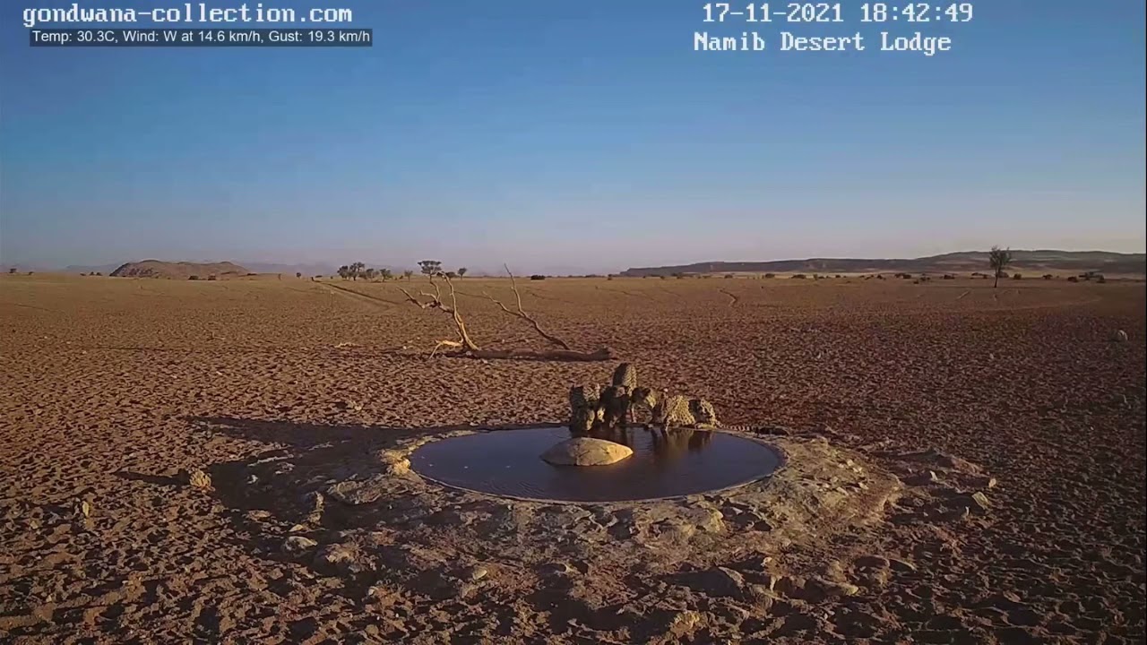 NamibiaCam: The 3 Cheetahs arriving late afternoon - 17 November 2021