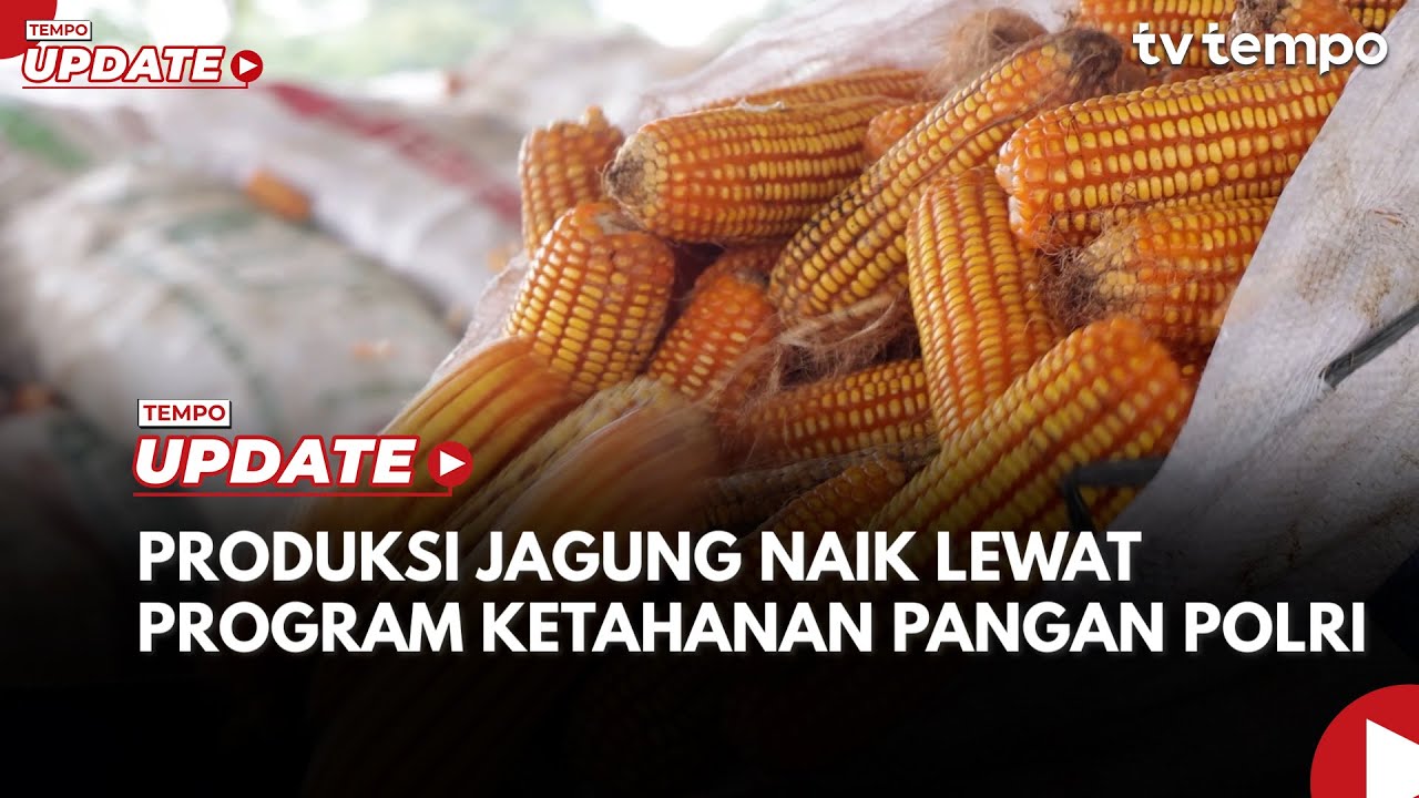 Petani Bengkayang Akui Panen Jagung Meningkat hingga 6 Ton