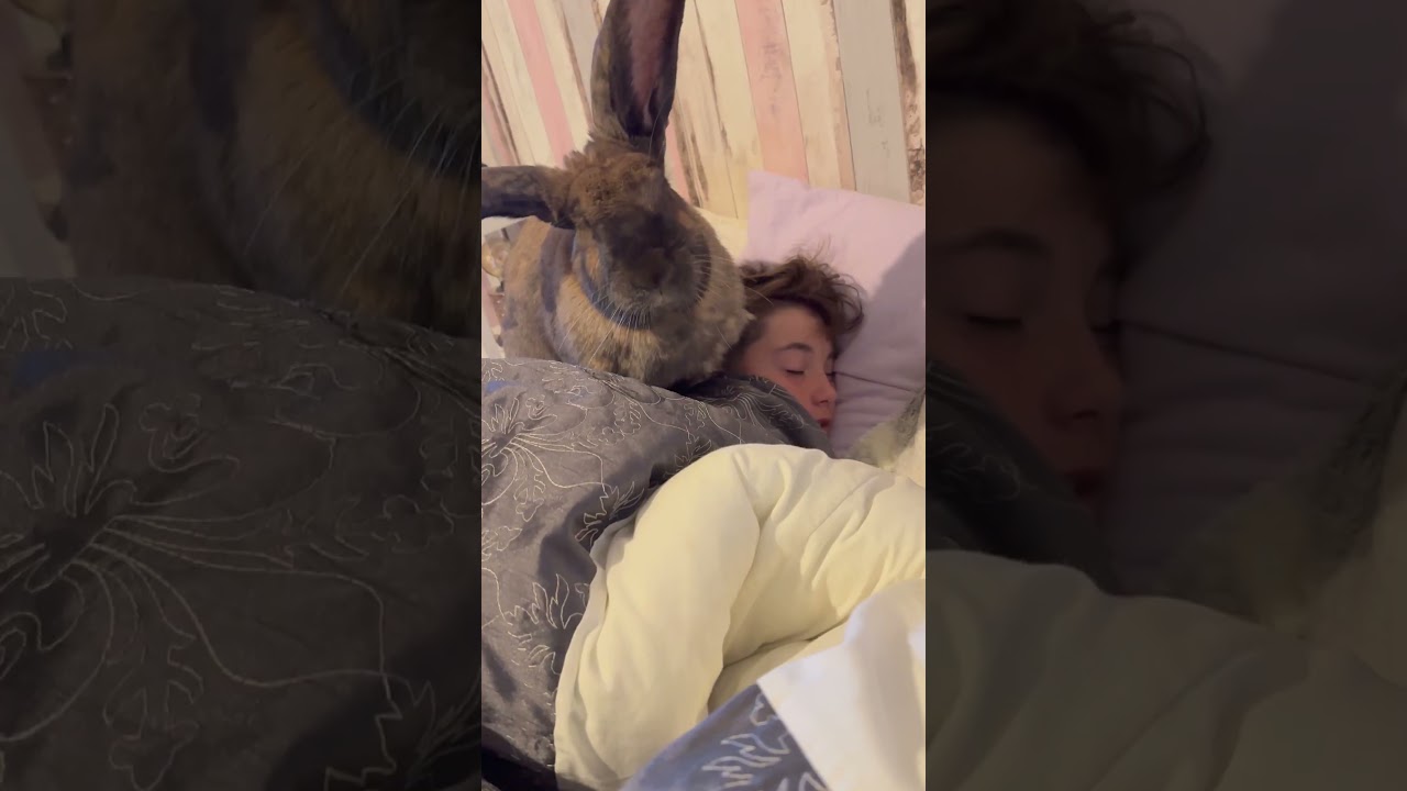 Rabbits Are HARDCORE  #Rabbits #Funny #Easter #Spring