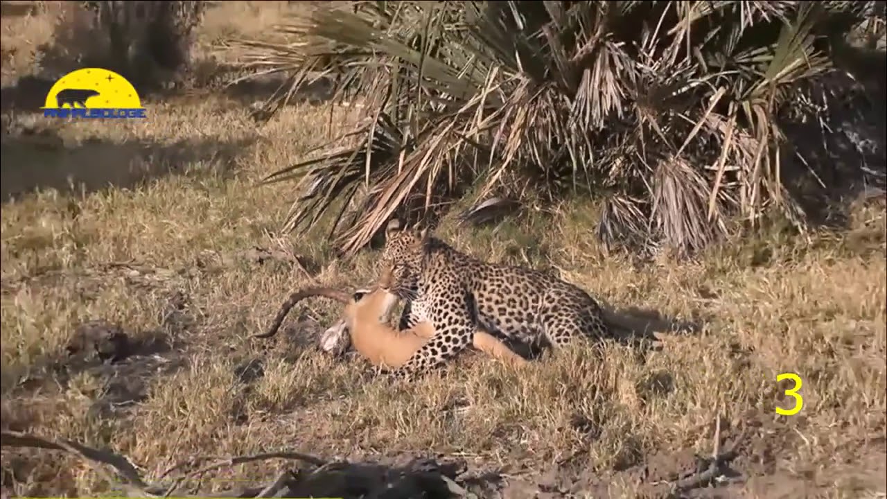 ANIMALS HEROES SAVING OTHER ANIMALS (ANIMALES HEROES SALVANDO A OTROS ANIMALES )