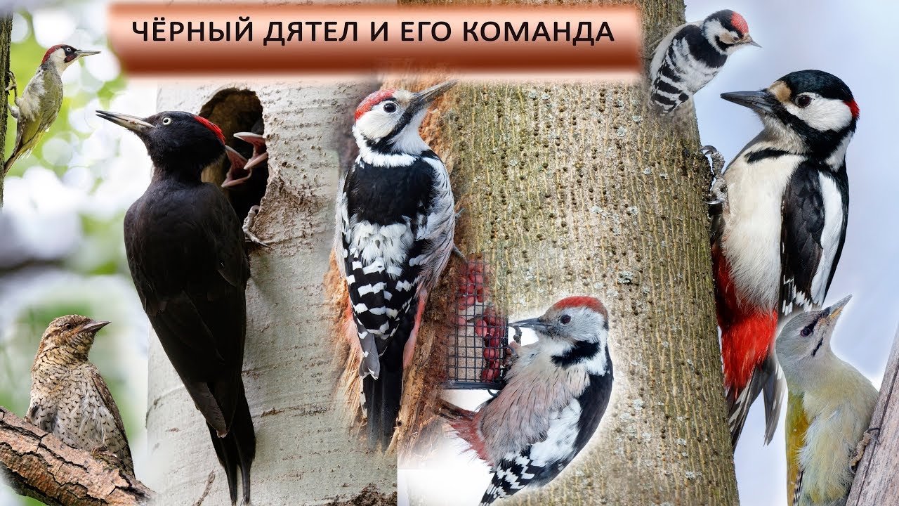 Черный дятел и его команда