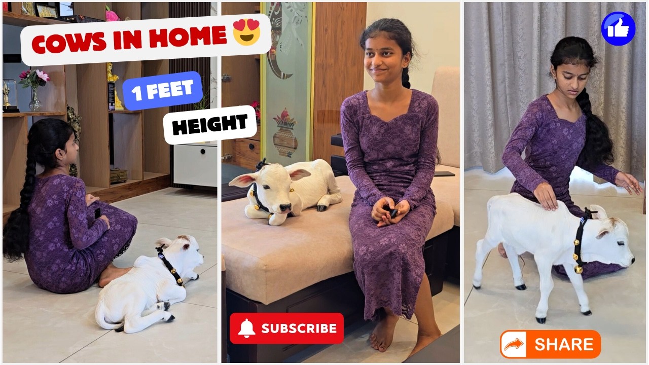Pet Cows are so Short  & Cute 😍 Which could be raised in your Home   #youtube #viral #cow #love #a
