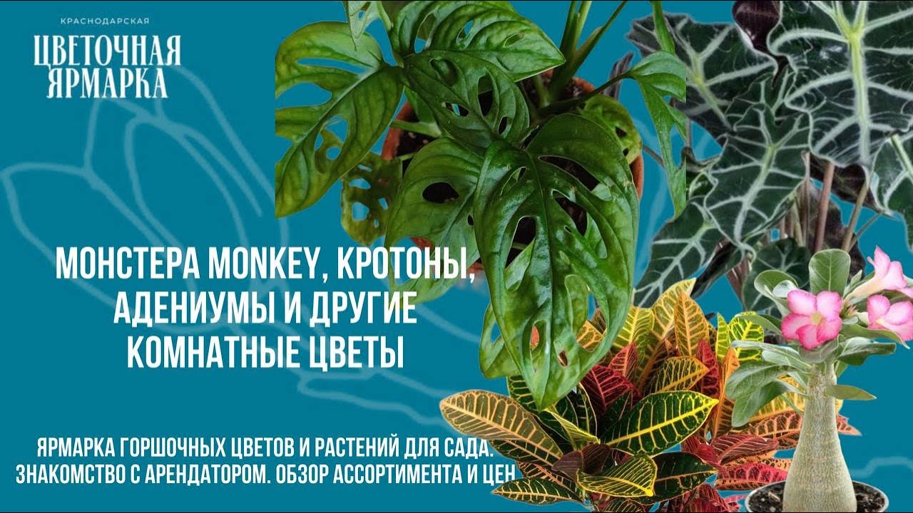 Ярмарка цветов. Монстеры, кротоны, адениумы, алоказии и другие комнатные растения.