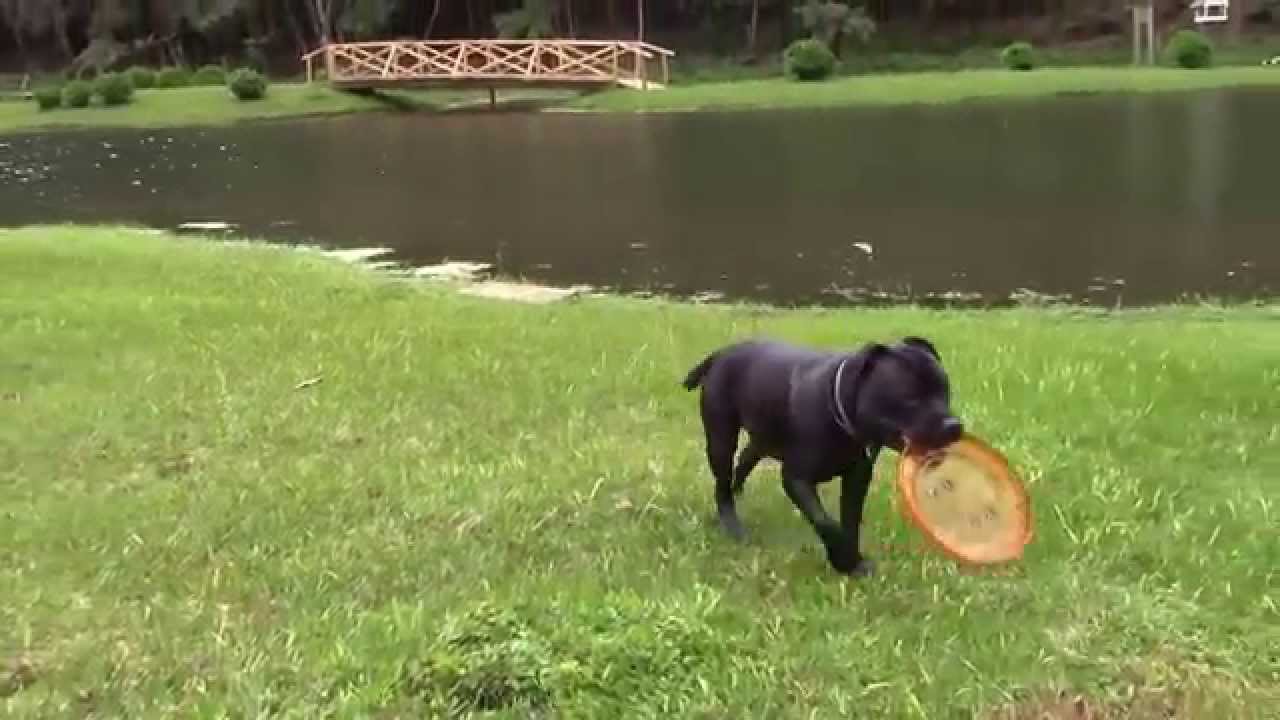 Niko StaffBull Brincando
