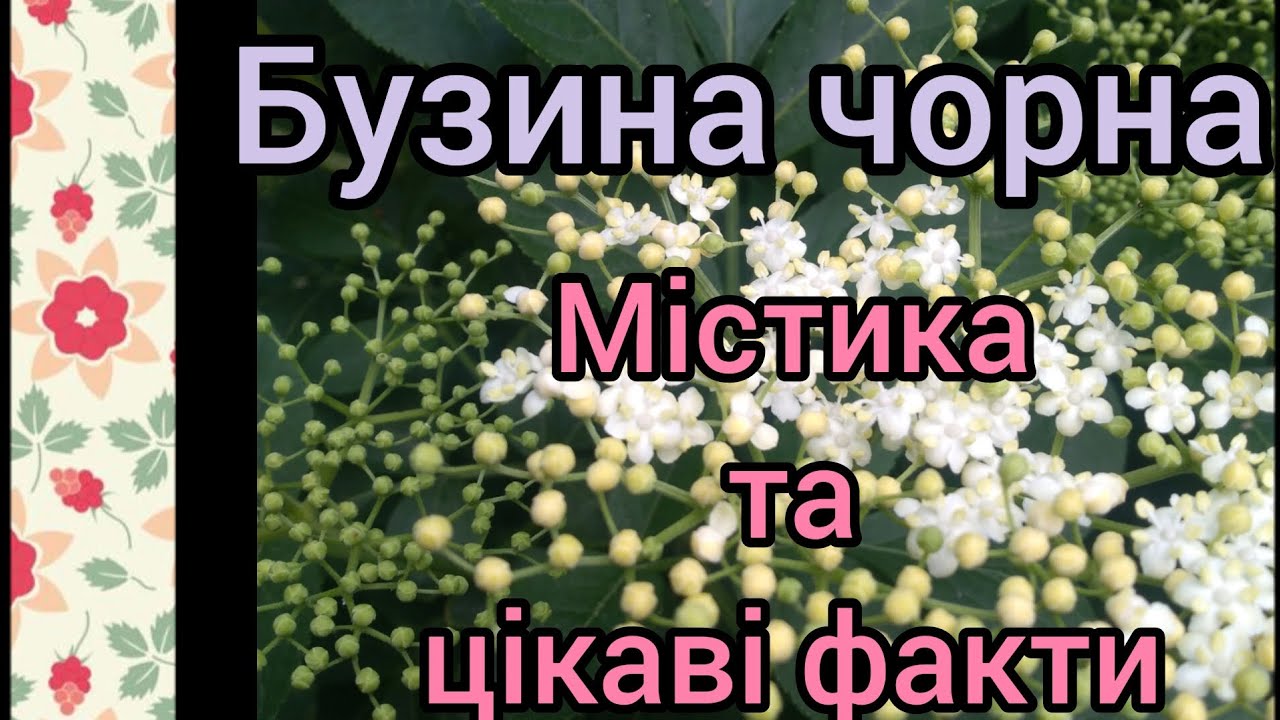 Бузина чорна. Трохи містики, страшних історій та цікавих фактів.