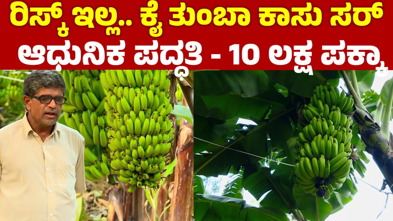 ಈ ಬಾಳೆ ಬೆಳೆ ರಿಸ್ಕ್ ಇಲ್ಲದ ಬೆಳೆ | farmer success story