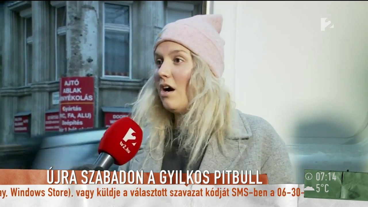 Gyilkos pitbull tartja rettegésben a budaiakat - tv2.hu/mokka
