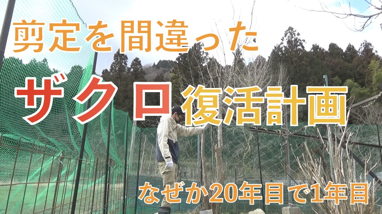 剪定を間違ったザクロ　復活計画