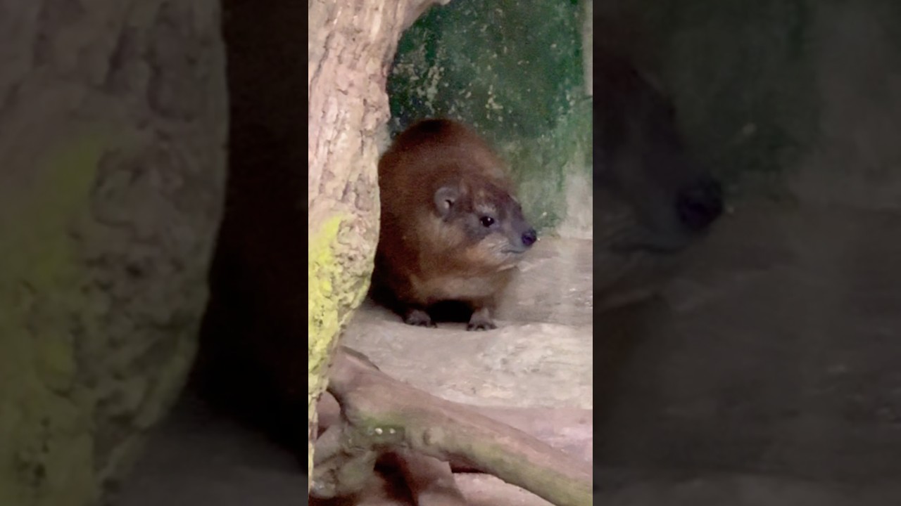 Rock Hyrax | Singapore Zoo 