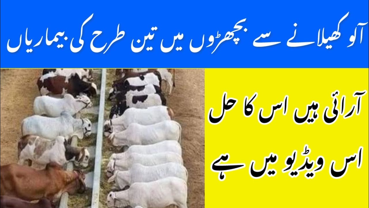 Bachro ko Alloo Kelany ka tarika#🔥