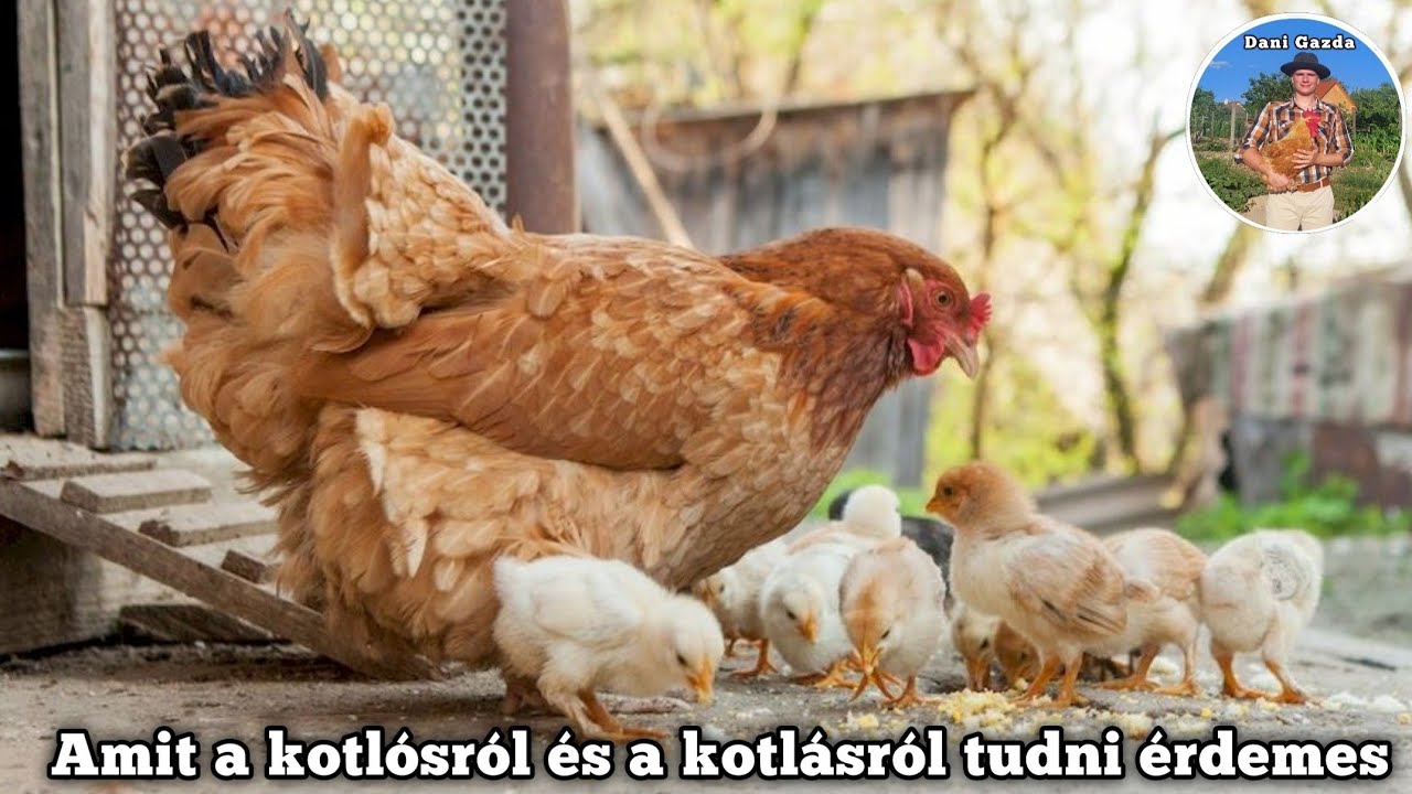 Amit a kotlósról és a kotlásról tudni érdemes | Dani Gazda