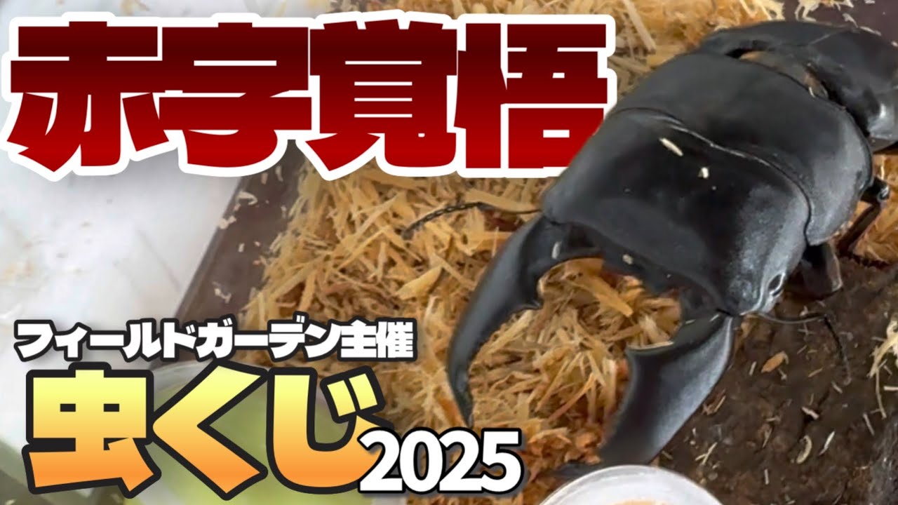 【今年も赤字覚悟】 2025年 虫くじの様子をお届けします！！