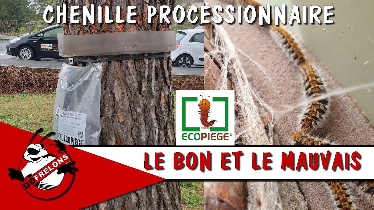 Chenille processionnaire Je vous montre Un Eco-Piège  Pourri,  Vendu dans le Commerce.