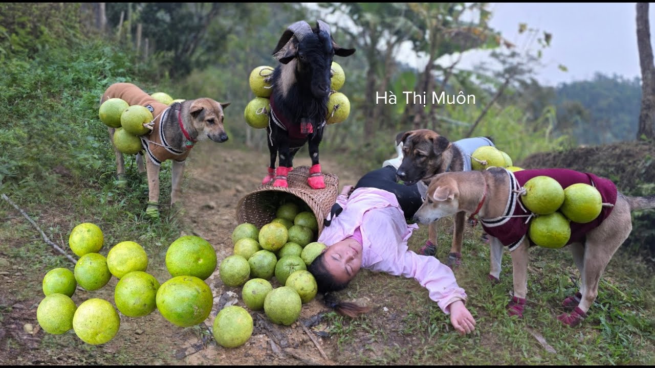 A Vietnamese girl brings pomelos to the market to sell for a living, along with her dog and goat.