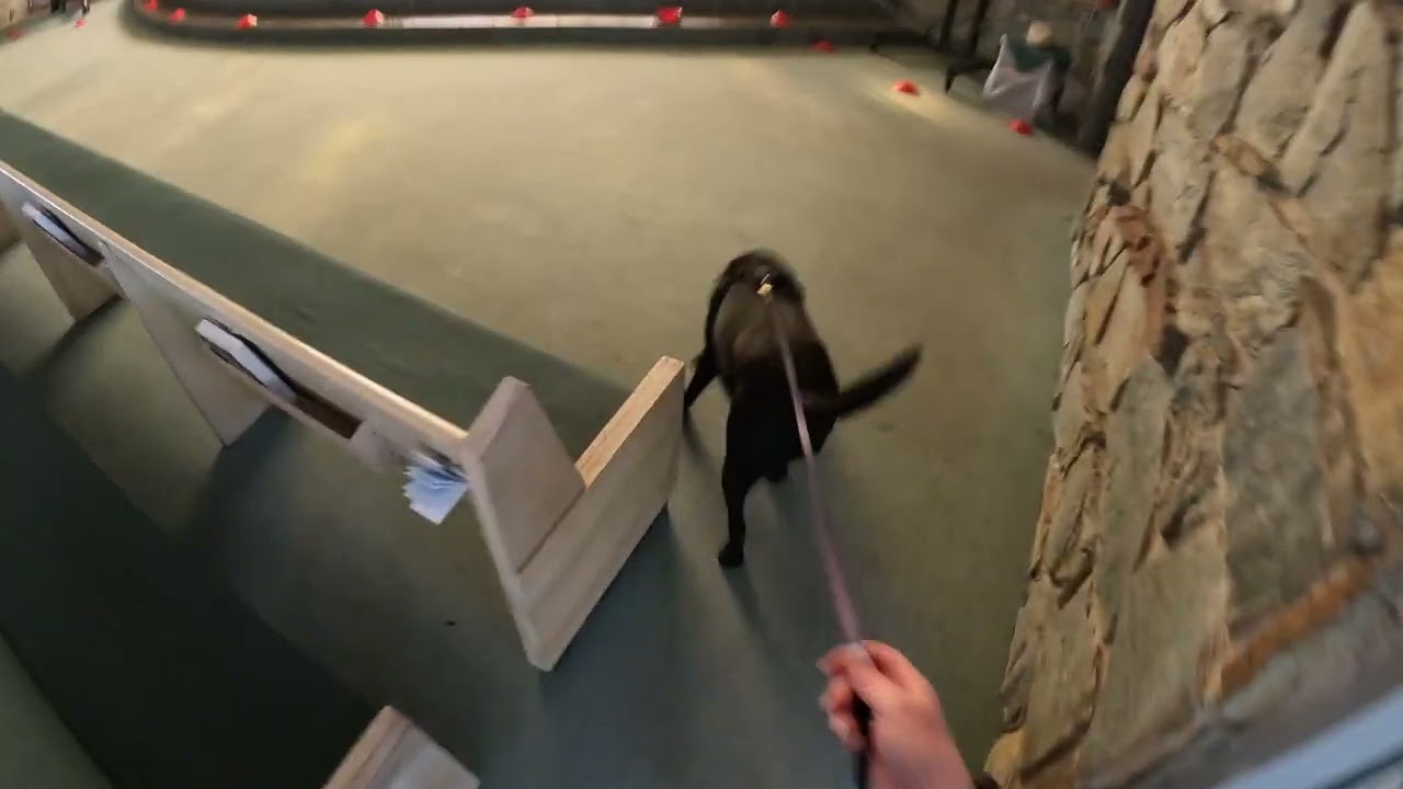 Finney - AKC San Gabriel Scentwork Club Detective 1/9/26
