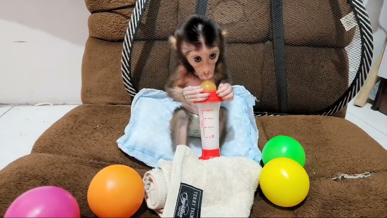 Monkey Chibo Today