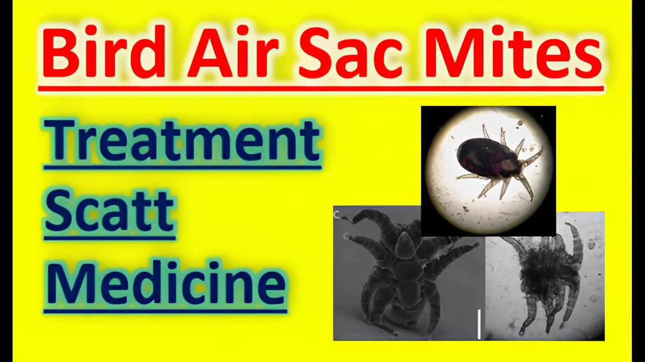 How to use/apply scatt on birds? Air Sac and scaly mites Treatment #lovebird #budgie #scatt #airsac