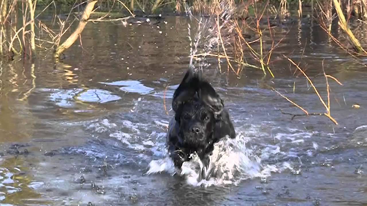 Cocker Spaniel Gundog - Whaupley Sharp Image