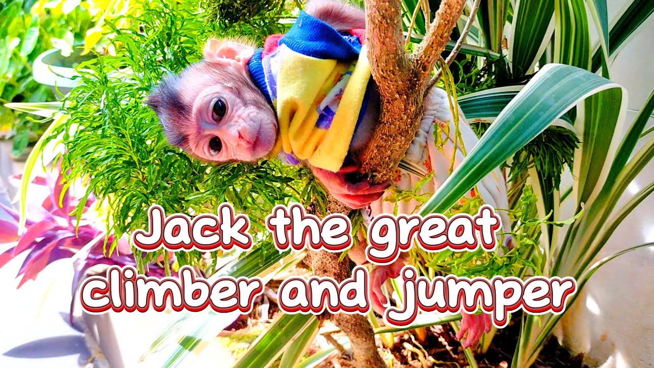 Jack the great climber and jumper .#viral #trending #viralvideo #viralvideos #trendingvideo