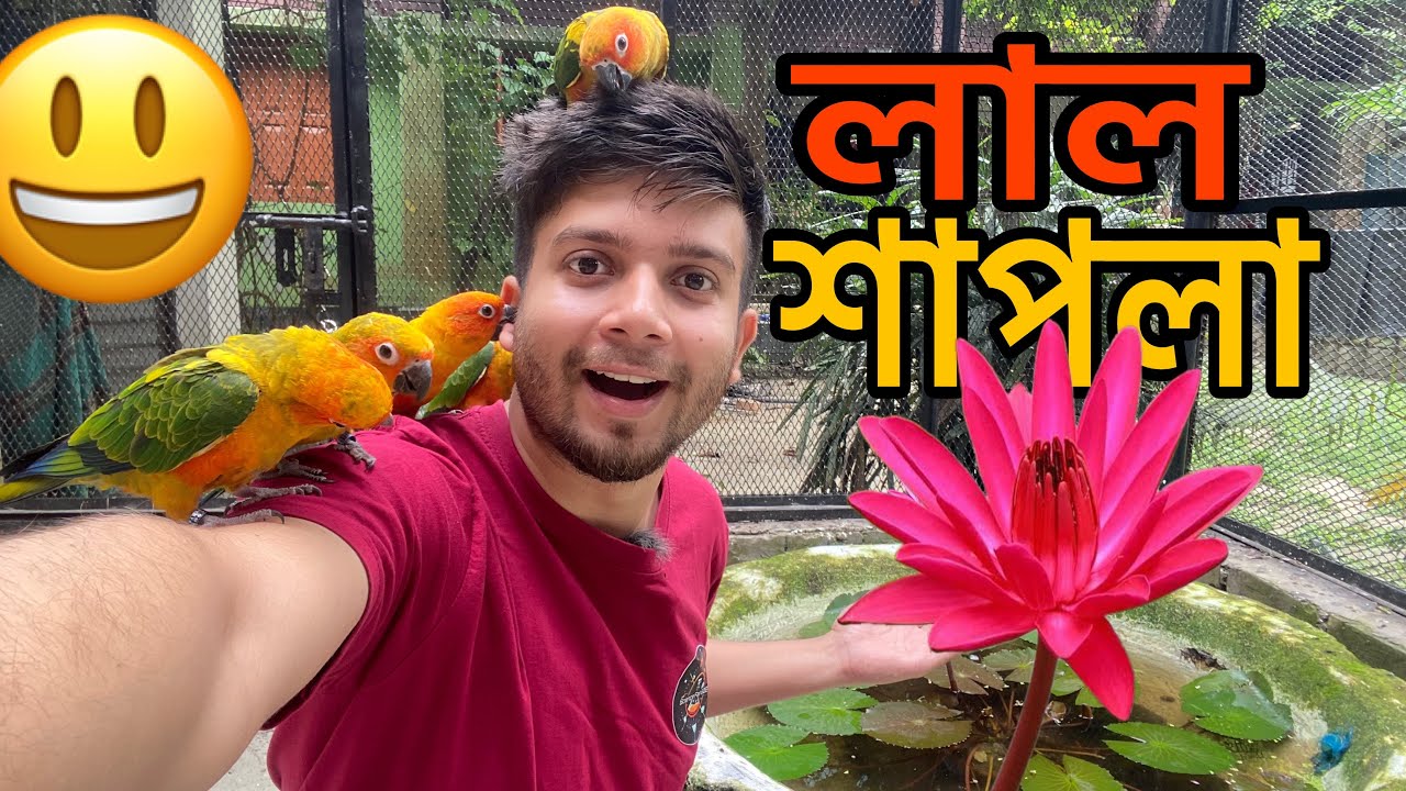 পাখির কলোনির ছোট্ট পুকুরে একসাথে ৩টি লাল শাপলা ফুল ফুটেছে 😍