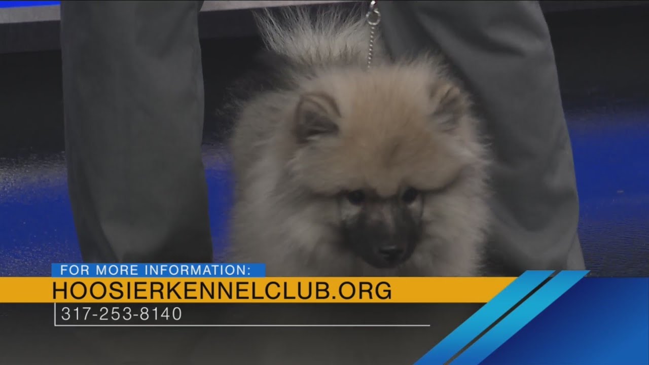 Indy Winter Classic Dog Show