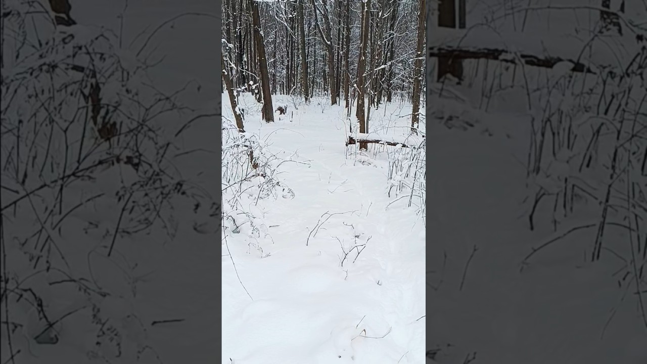 #dog