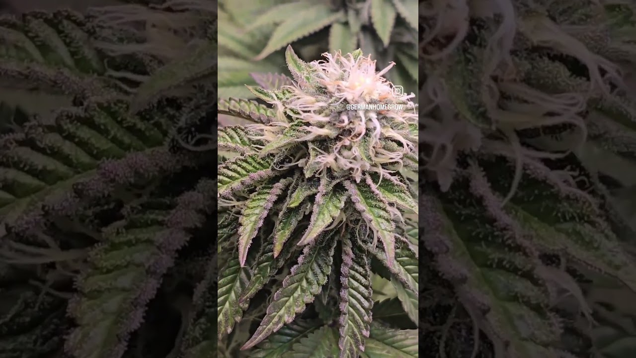 Wedding Gelato Bl&uuml;tetag 33/Flowering Day 33