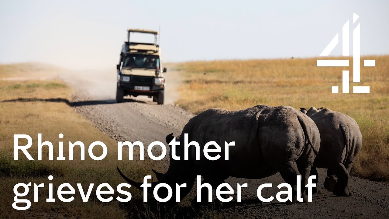 Secret Safari: Into The Wild | Rhino Mother Grieves For Her Calf