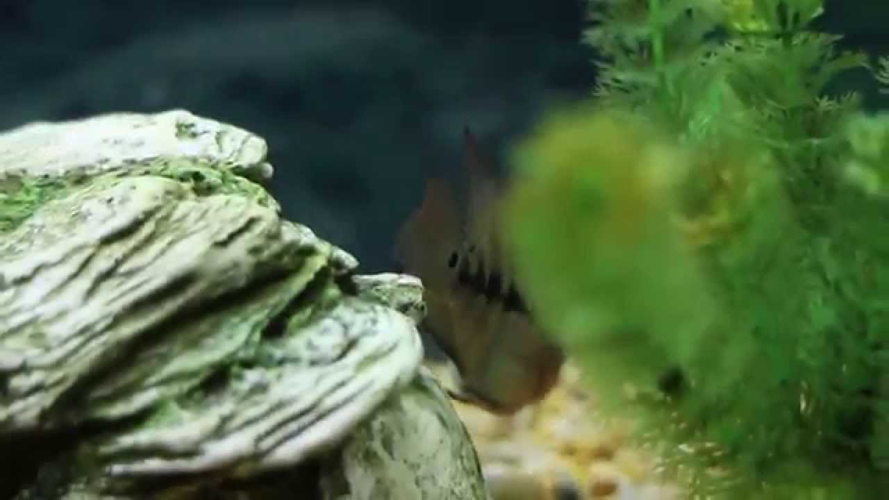 flowerhorn (gold base fader) evolution - part 1