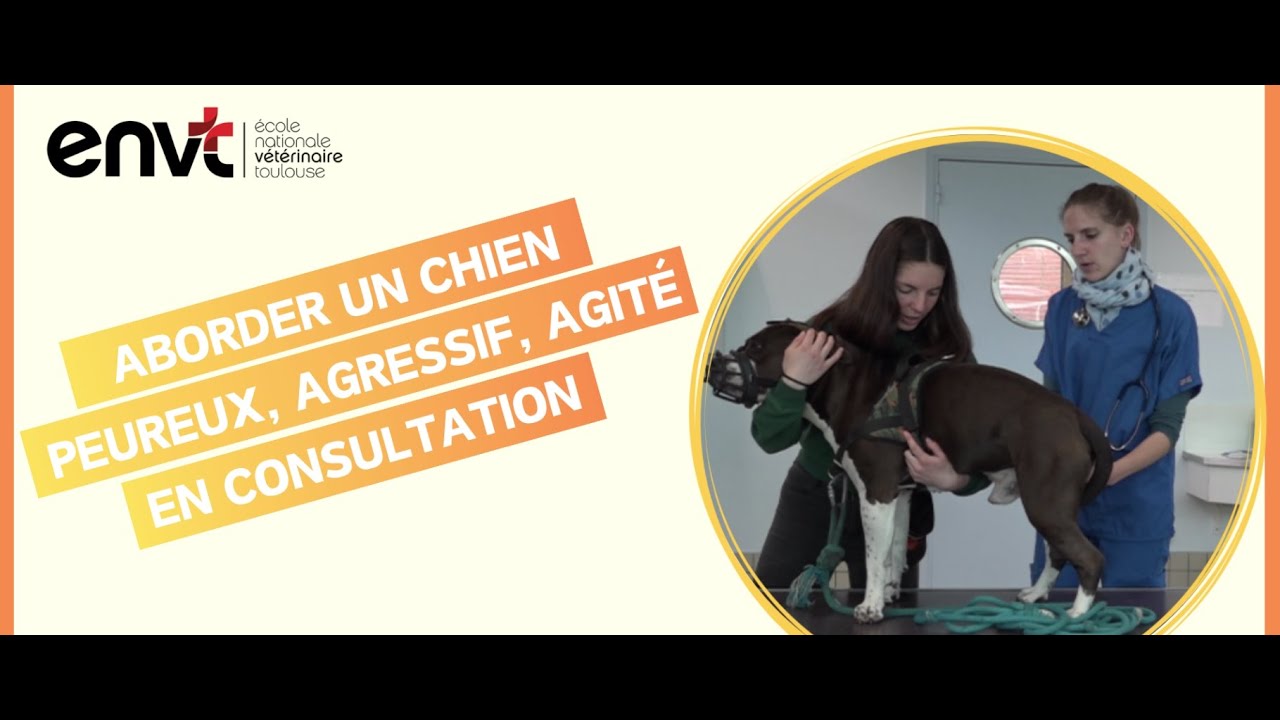 Consultation vétérinaire du chien agressif/peureux/agité : consignes pour un bon déroulement