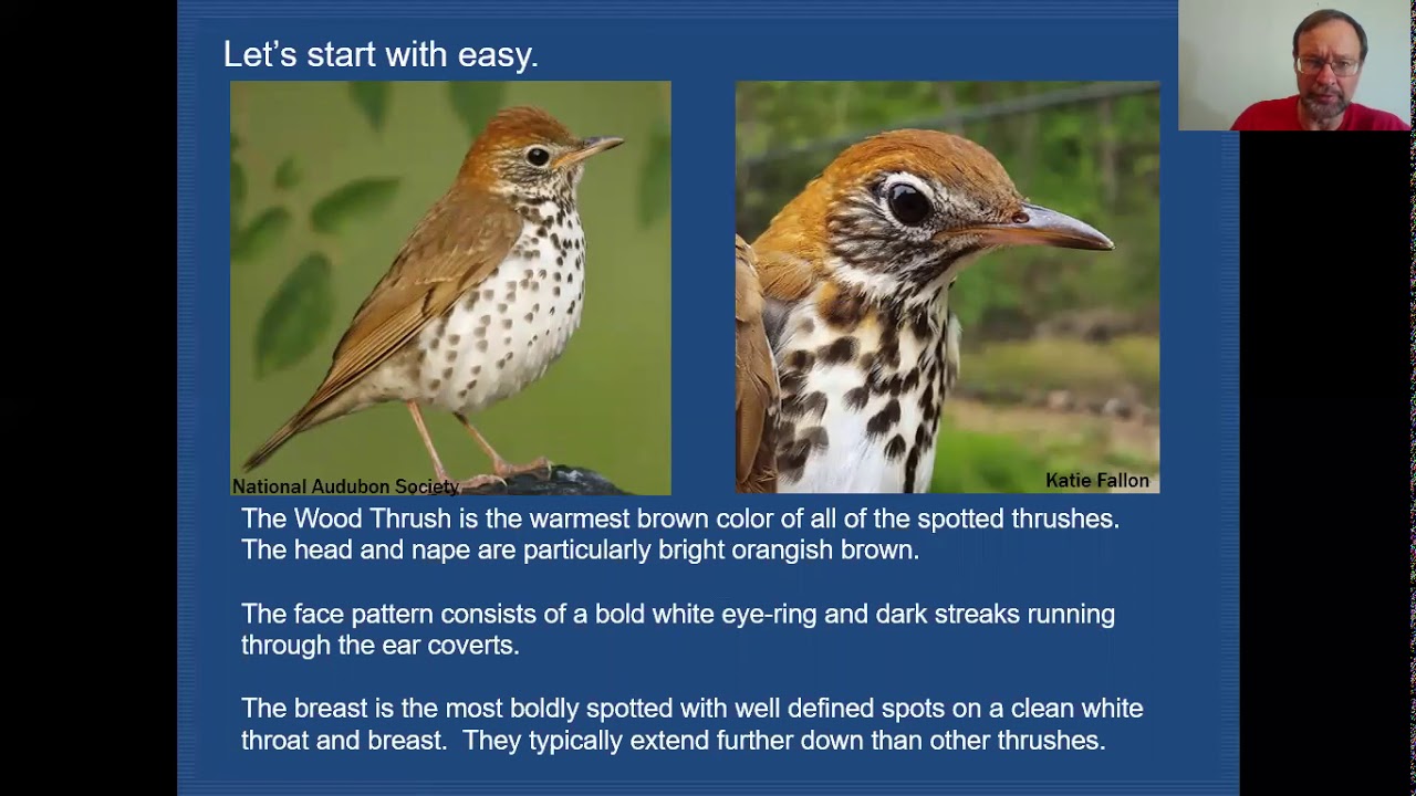 Mini-Tutorial: Spotted Thrushes
