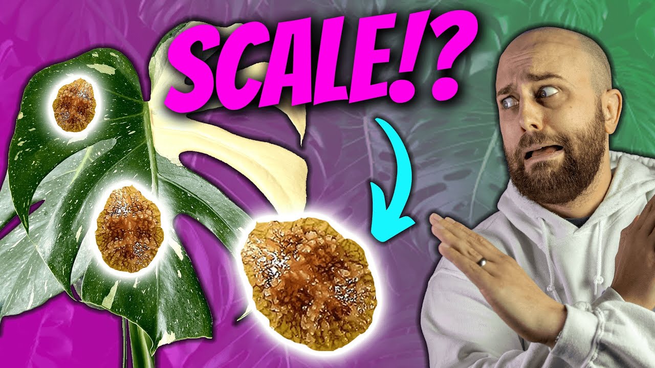 How to Get Rid of Scale | My Thai Constellation Got Scale?!